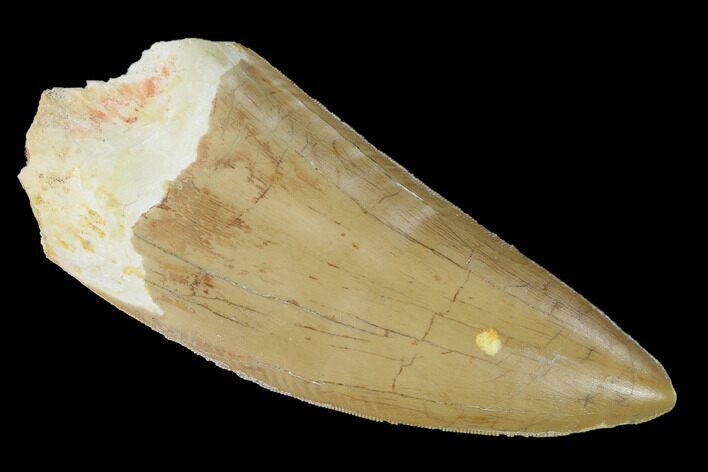 Carcharodontosaurus Tooth - Phenomenal Tooth! #164054